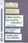 Etiketten zu Anostirus vernalis (Hentz, 1827) (NHMW-ZOO-COL-0008399)
